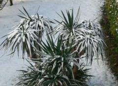 Fonds d'cran Nature Le yucca a revtu un manteau de neige !