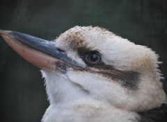 Fonds d'cran Animaux Image sans titre N222199