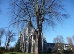 Wallpapers Constructions and architecture l'arbre abritait l'glise