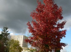 Fonds d'cran Nature Erable au feuillage automnal sur don de ciel menaant