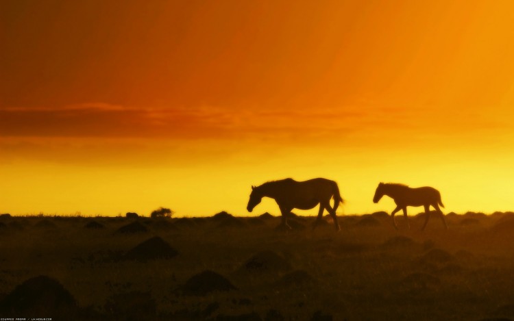 Fonds d'cran Animaux Chevaux Silhouettes sur un ciel d'or