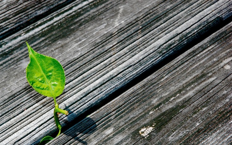 Fonds d'cran Nature Plantes - Arbustes Intru