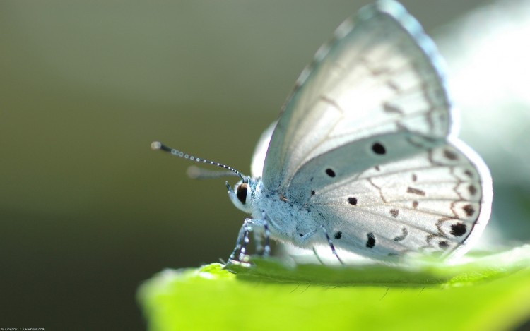 Fonds d'cran Animaux Insectes - Papillons Papillon Blanc