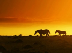 Fonds d'cran Animaux Silhouettes sur un ciel d'or