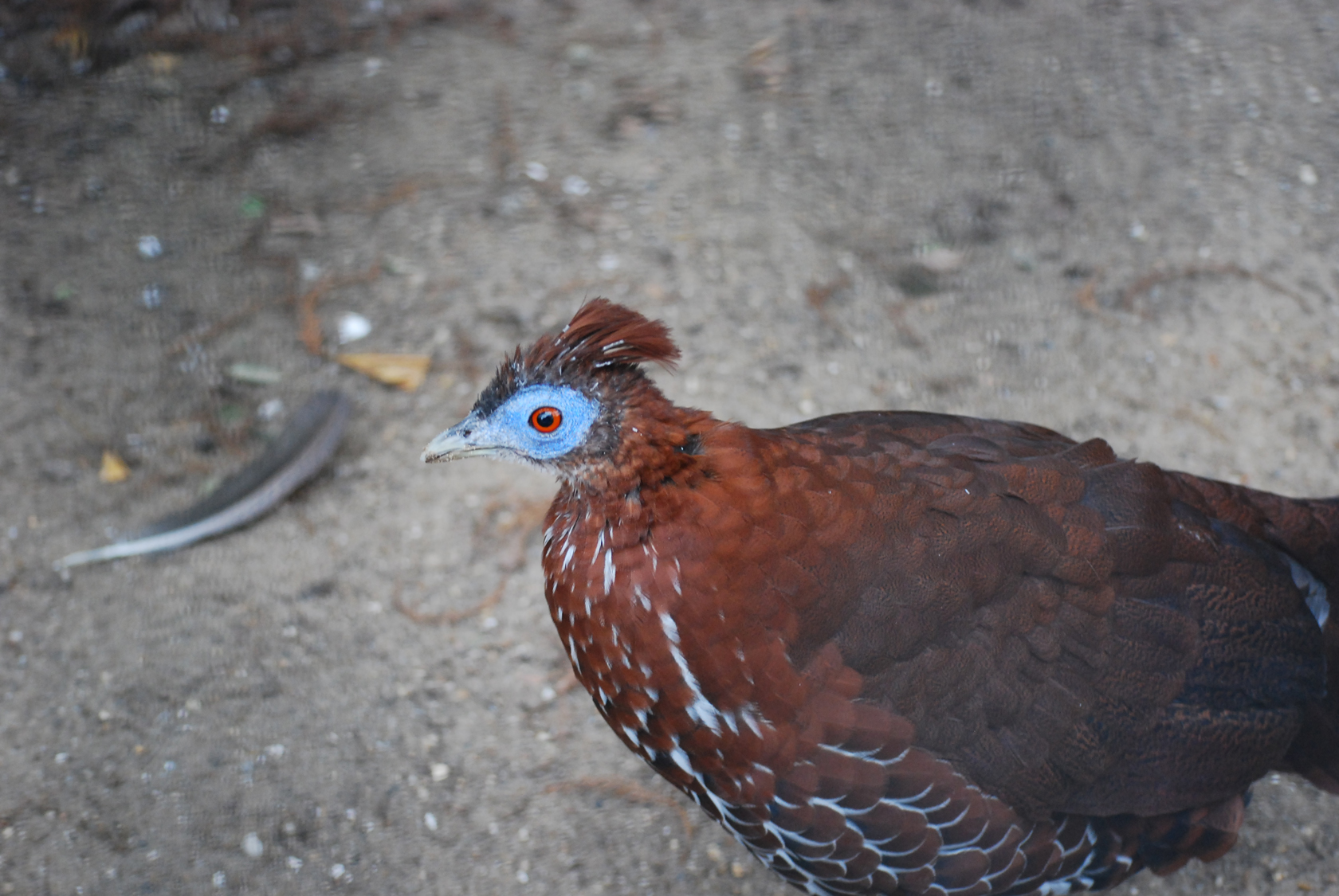 Wallpapers Animals Birds - Misc Animaux du zoo d'Anvers