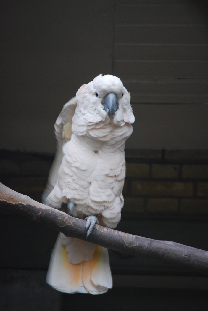 Fonds d'cran Animaux Oiseaux - Perroquets Zoo d'Anvers