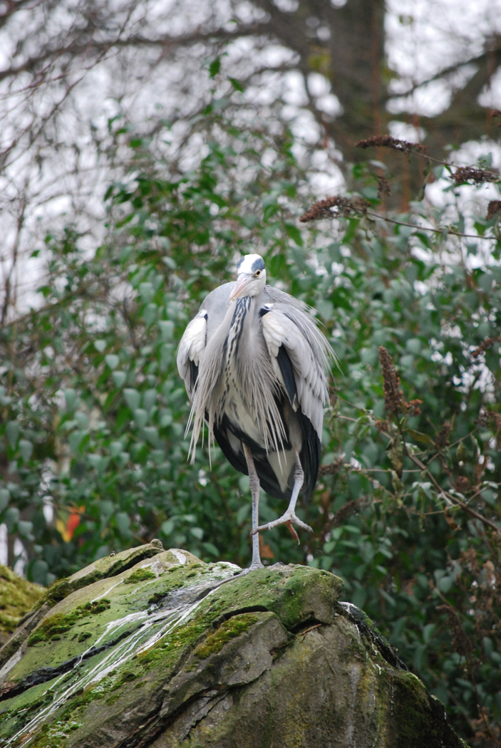 Fonds d'cran Animaux Oiseaux - Divers Zoo d'Anvers