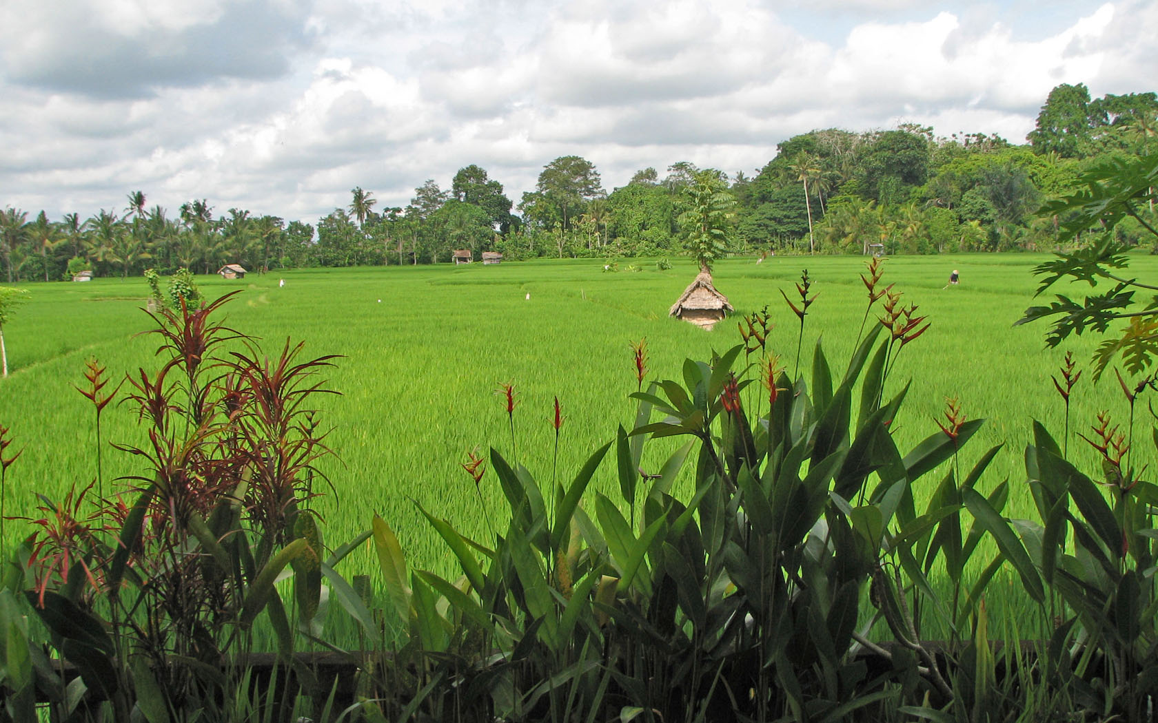 Fonds d'cran Nature Paysages Rizires balinaises  Ubud