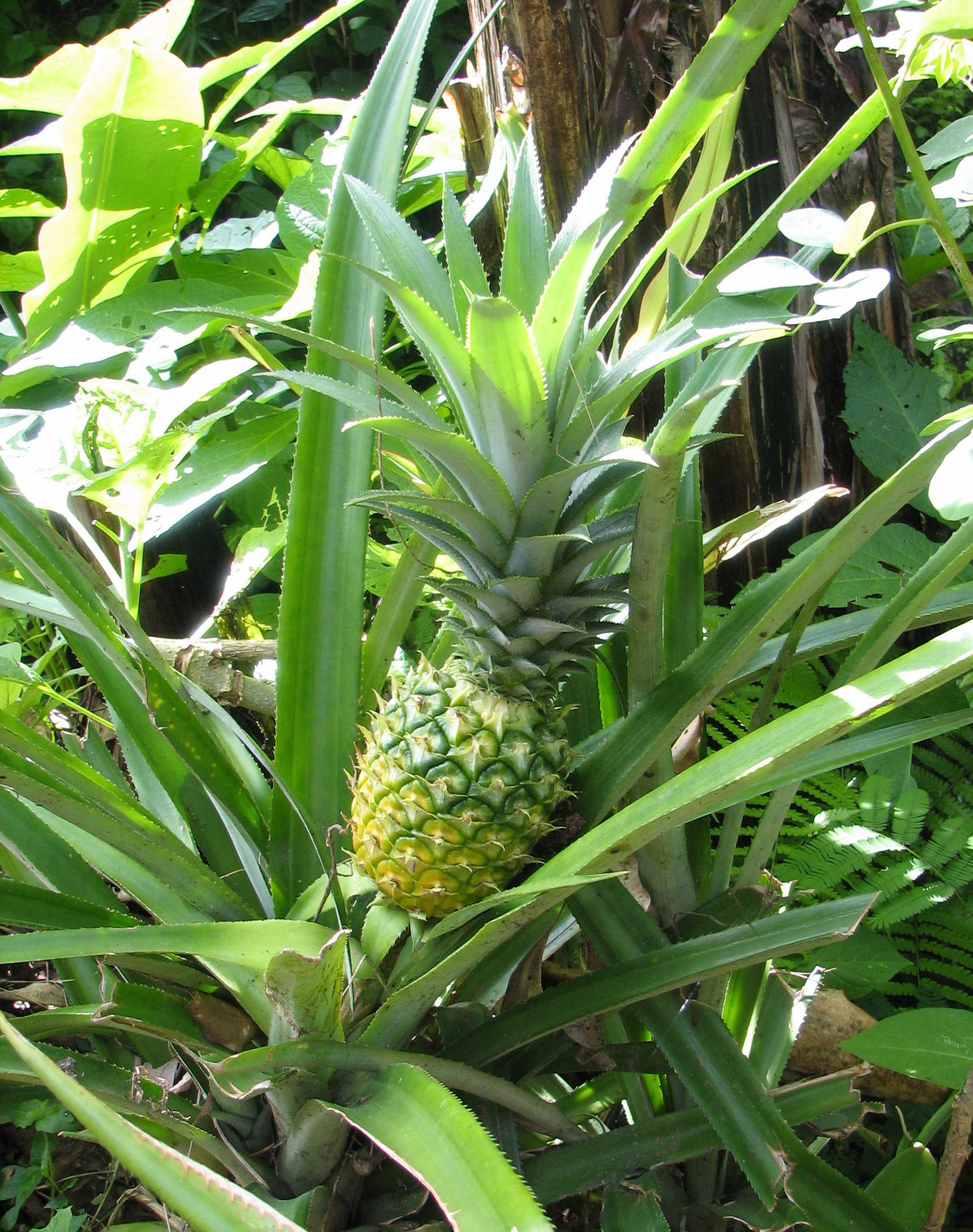 Fonds d'cran Nature Fruits Plant d'ananas dans son milieu naturel