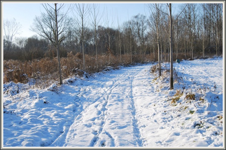 Fonds d'cran Nature Saisons - Hiver Promenade hivernale