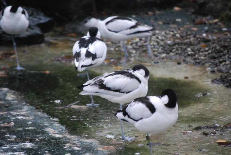 Fonds d'cran Animaux Oiseaux - Divers Zoo d'Anvers