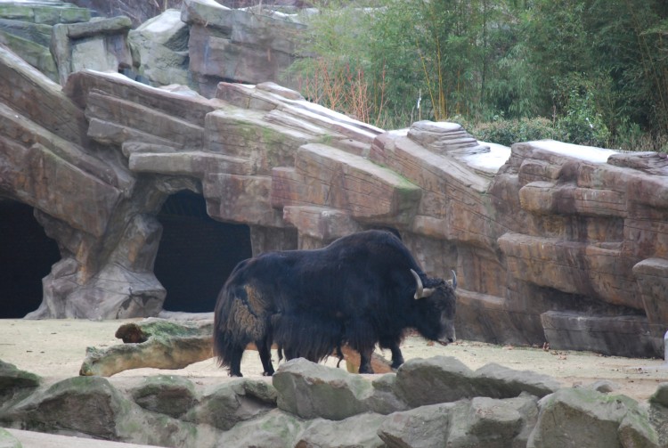 Wallpapers Animals Buffalo Zoo d'Anvers