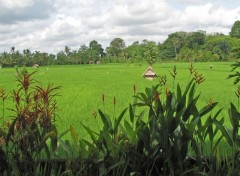 Wallpapers Nature Rizires balinaises  Ubud