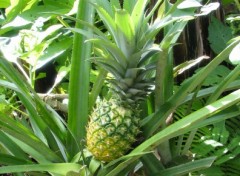 Fonds d'cran Nature Plant d'ananas dans son milieu naturel