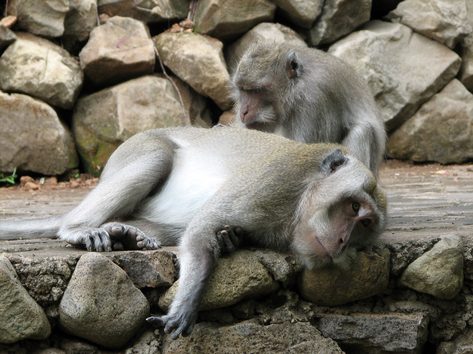 Fonds d'cran Animaux Singes Toilettage d'un macaque dans un temple balinais