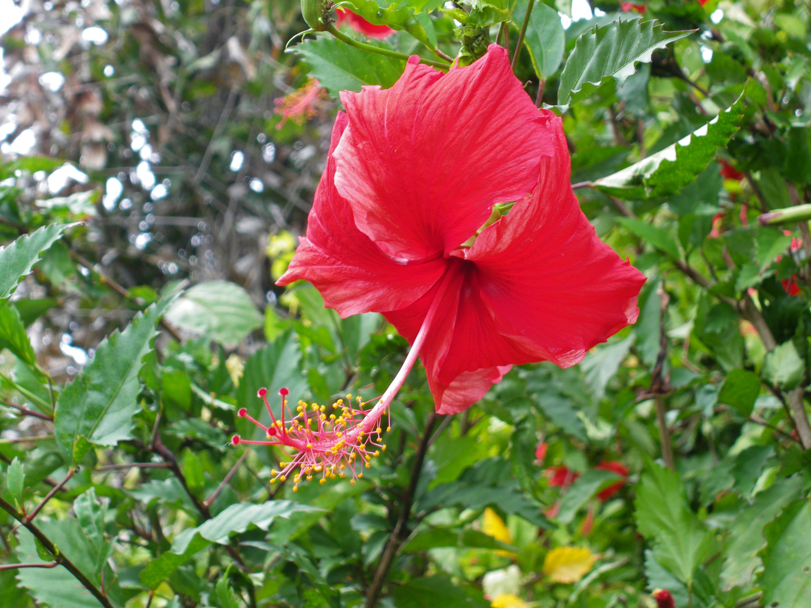 Wallpapers Nature Flowers Fleur d'hibiscus rose de Chine