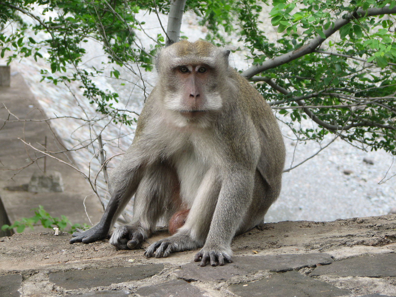 Wallpapers Animals Monkeys Macaque sur l'le de Bali