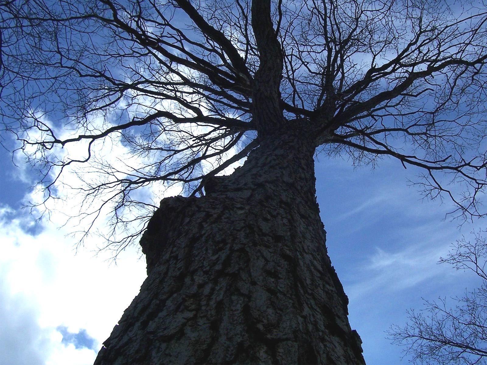 Fonds d'cran Nature Ciel - Nuages ciel vu de l'arbre