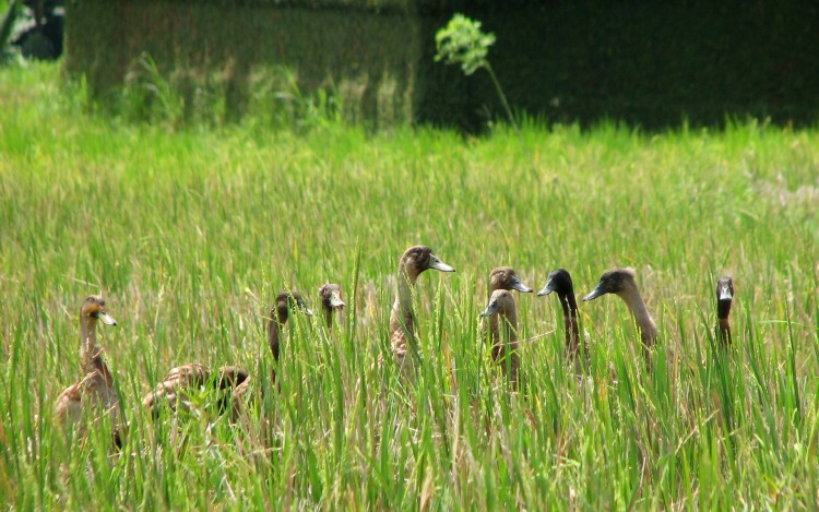 Wallpapers Animals Birds - Ducks Dfil de canards dans une rizire balinaise