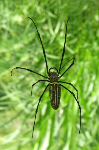 Fonds d'cran Animaux Araignes Araigne Nephila Maculata dans la fort balinaise