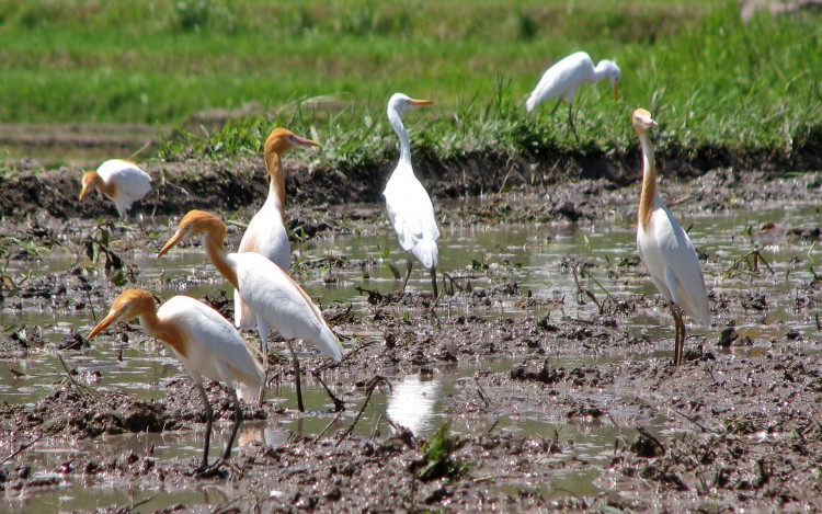 Wallpapers Animals Birds - Herons Hrons garde-boeufs dans une rizire balinaise