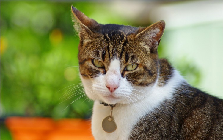 Fonds d'cran Animaux Chats - Chatons Choupette