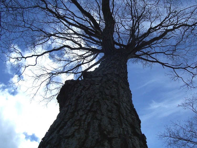 Fonds d'cran Nature Ciel - Nuages ciel vu de l'arbre