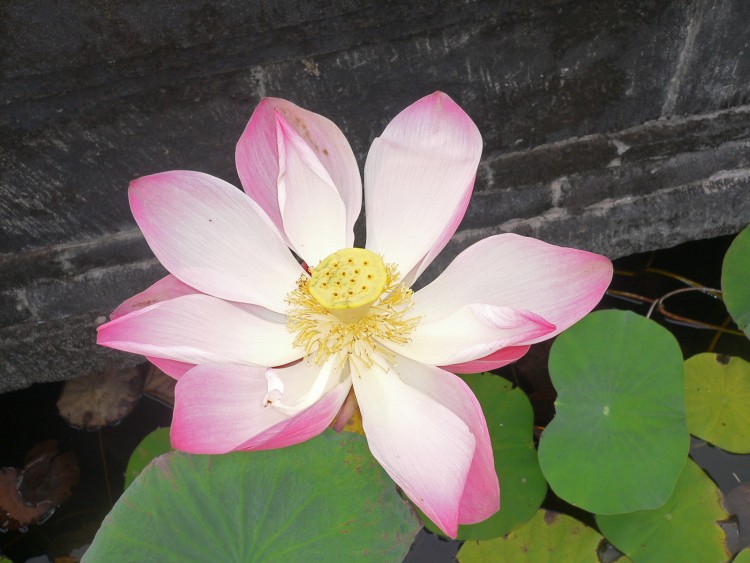 Fonds d'cran Nature Fleurs Fleur de lotus