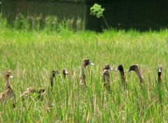 Fonds d'cran Animaux Dfil de canards dans une rizire balinaise