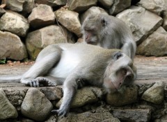 Wallpapers Animals Toilettage d'un macaque dans un temple balinais