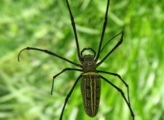 Fonds d'cran Animaux Araigne Nephila Maculata dans la fort balinaise