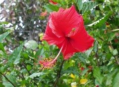 Wallpapers Nature Fleur d'hibiscus rose de Chine