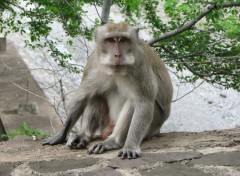 Wallpapers Animals Macaque sur l'le de Bali