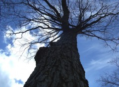 Fonds d'cran Nature ciel vu de l'arbre