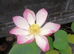 Wallpapers Nature Fleur de lotus