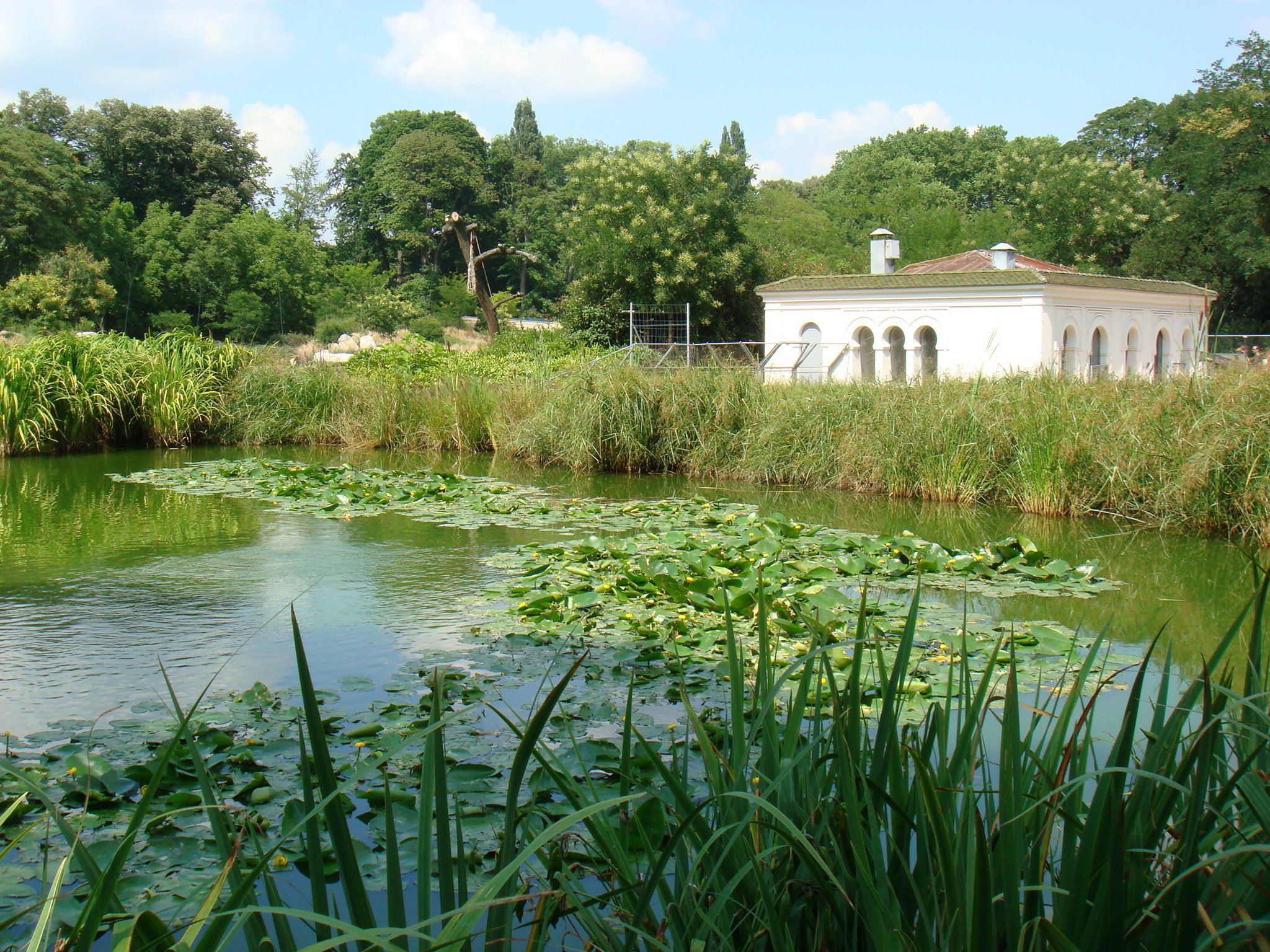 Fonds d'cran Nature Parcs - Jardins Parc de la tte d'or  Lyon