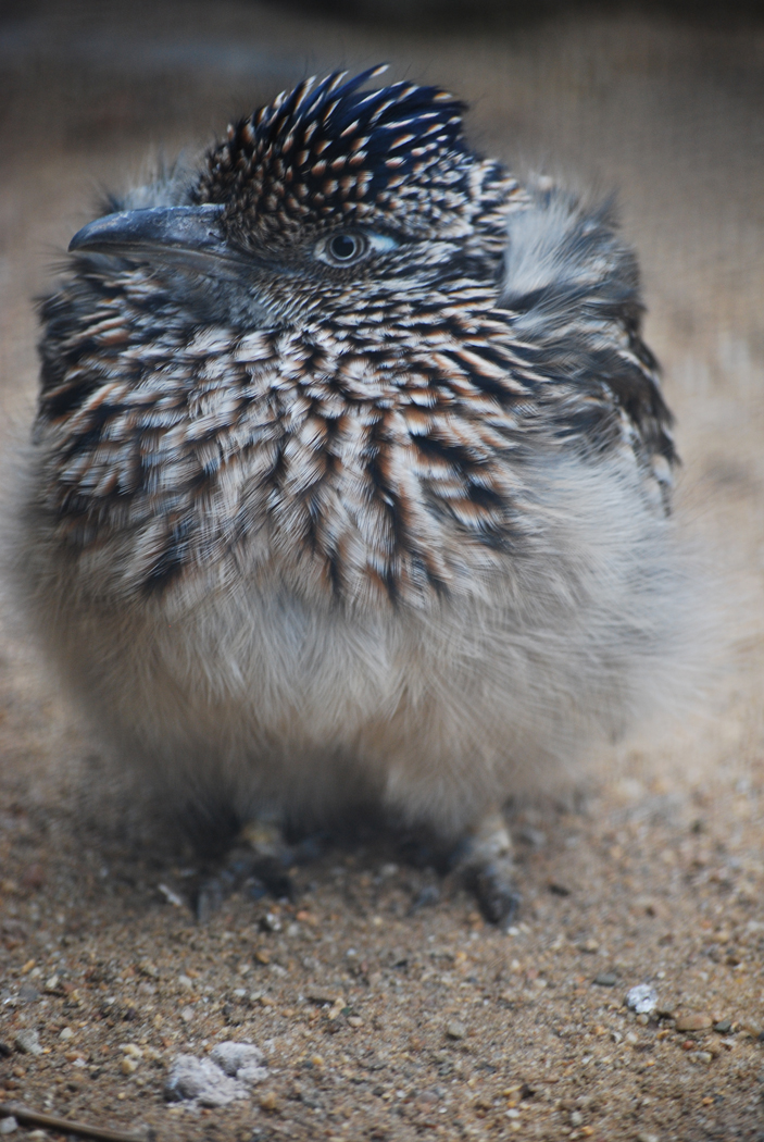 Wallpapers Animals Birds - Misc Zoo d'Anvers