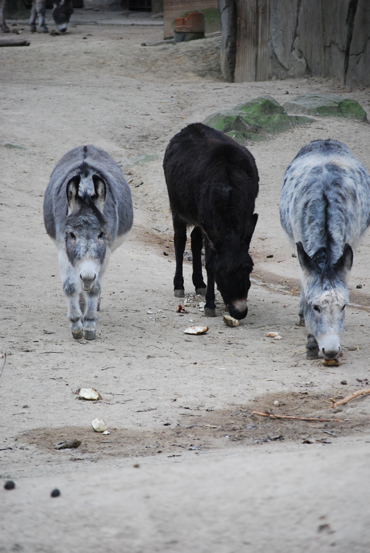 Fonds d'cran Animaux Anes Zoo d'Anvers