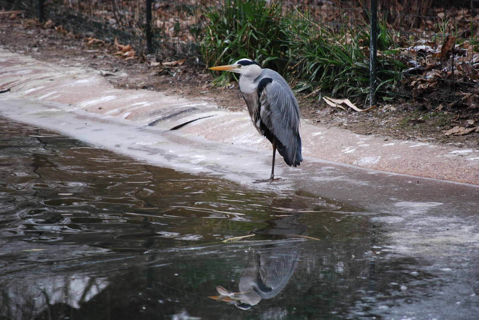 Wallpapers Animals Birds - Misc Zoo d'Anvers