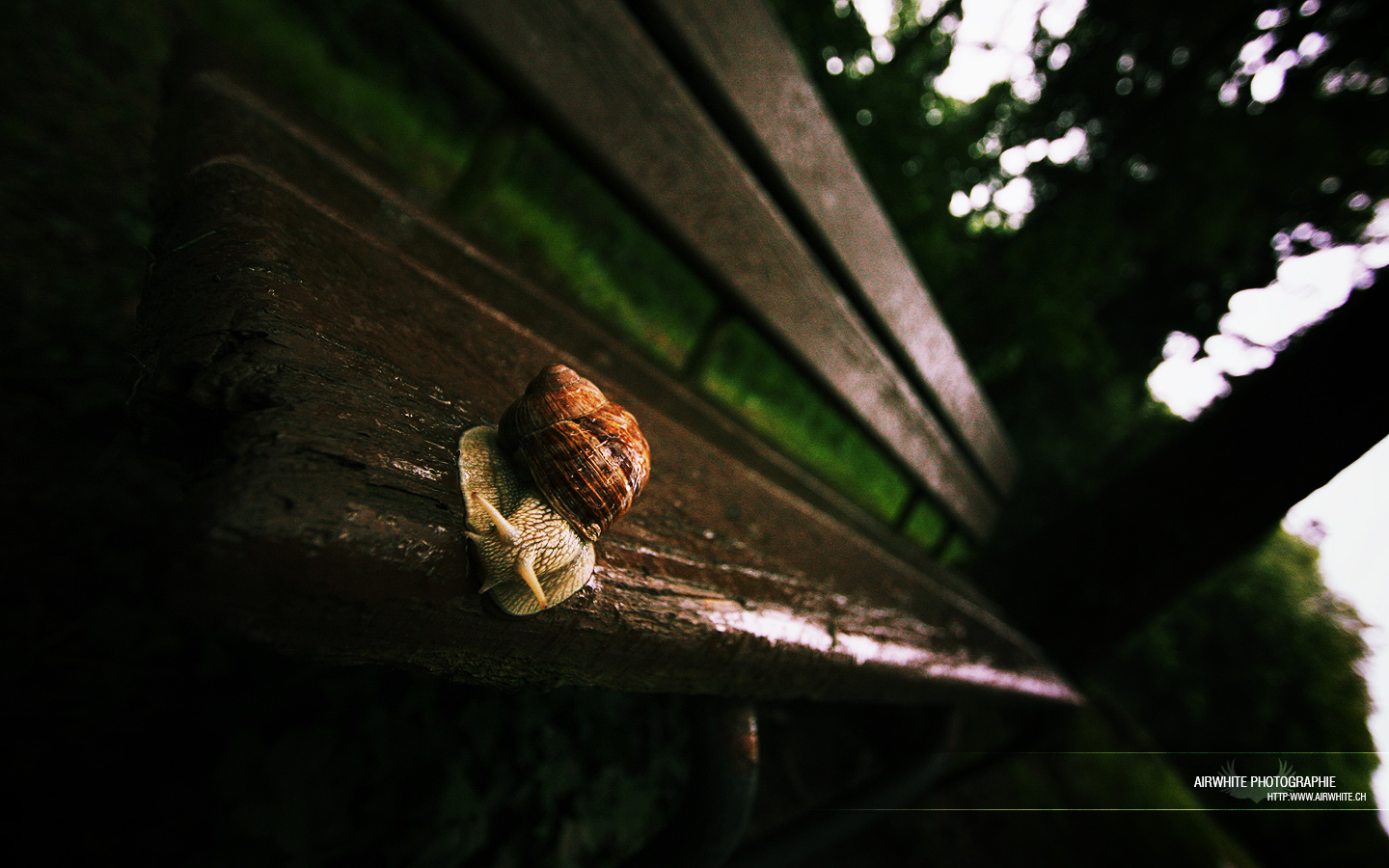 Fonds d'cran Animaux Escargots - Limaces Banc public