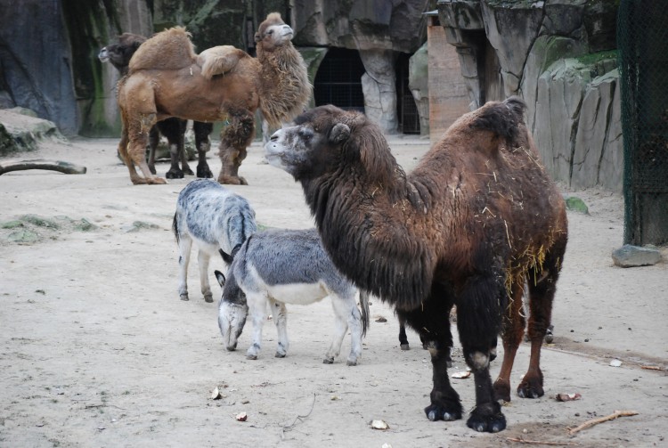 Fonds d'cran Animaux Dromadaires - Chameaux Zoo d'Anvers