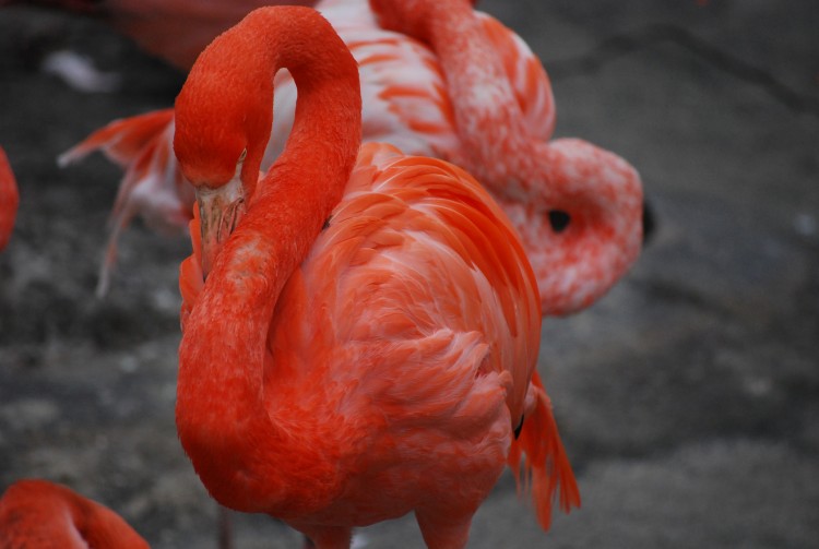 Fonds d'cran Animaux Oiseaux - Flamants Zoo d'Anvers