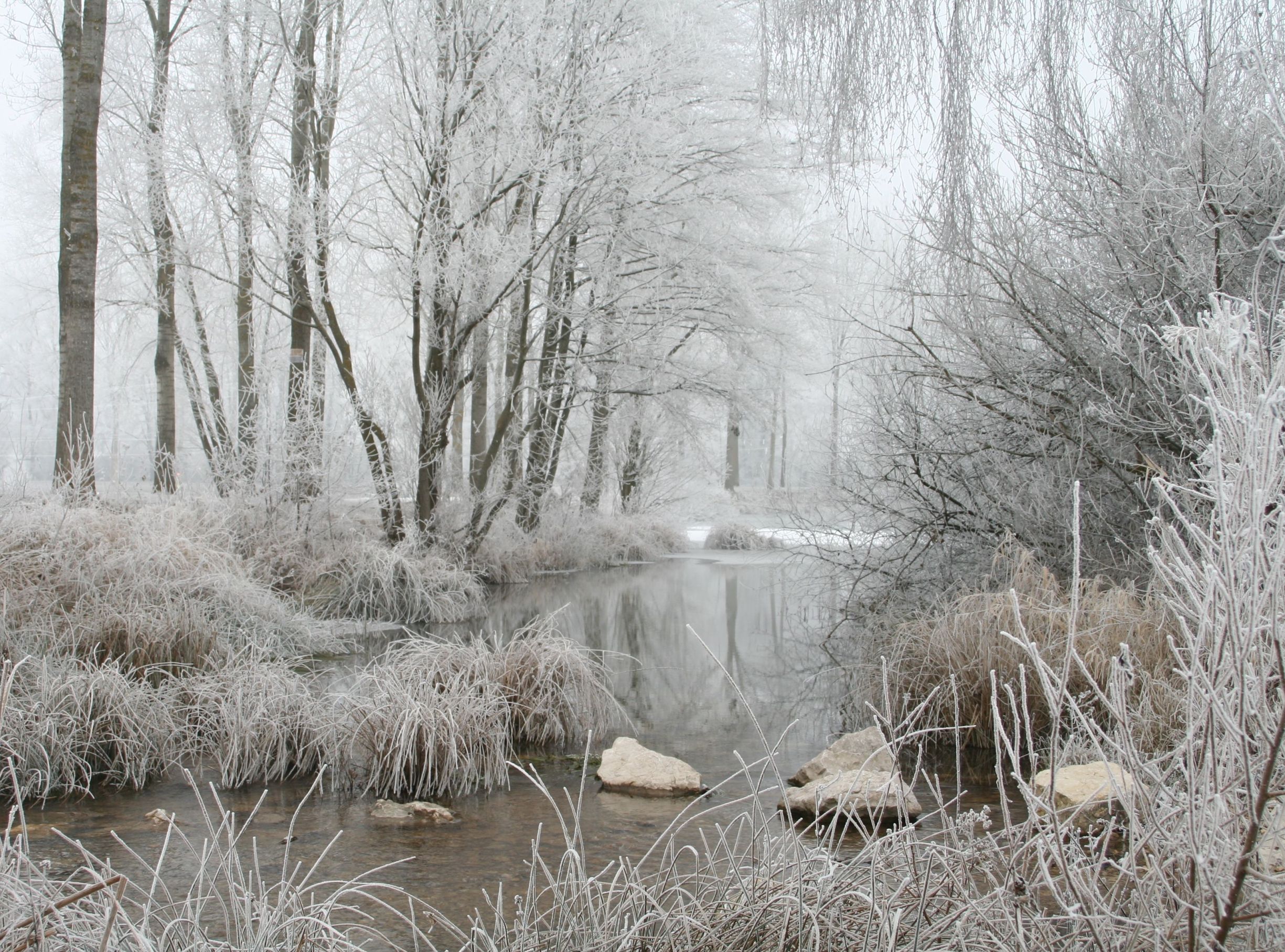 Fonds d'cran Nature Saisons - Hiver Givre hiver 2008/2009