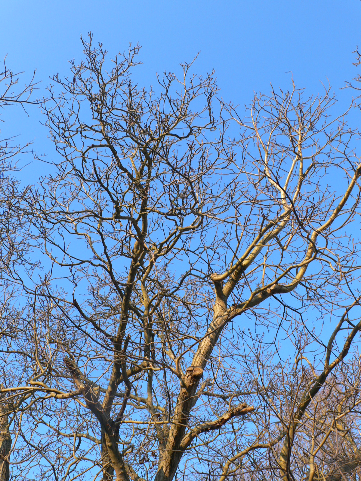 Fonds d'cran Nature Arbres - Forts Les arbres se prmassent au doux soleil d'hiver