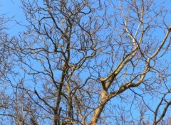 Fonds d'cran Nature Les arbres se prmassent au doux soleil d'hiver