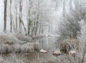 Fonds d'cran Nature Givre hiver 2008/2009