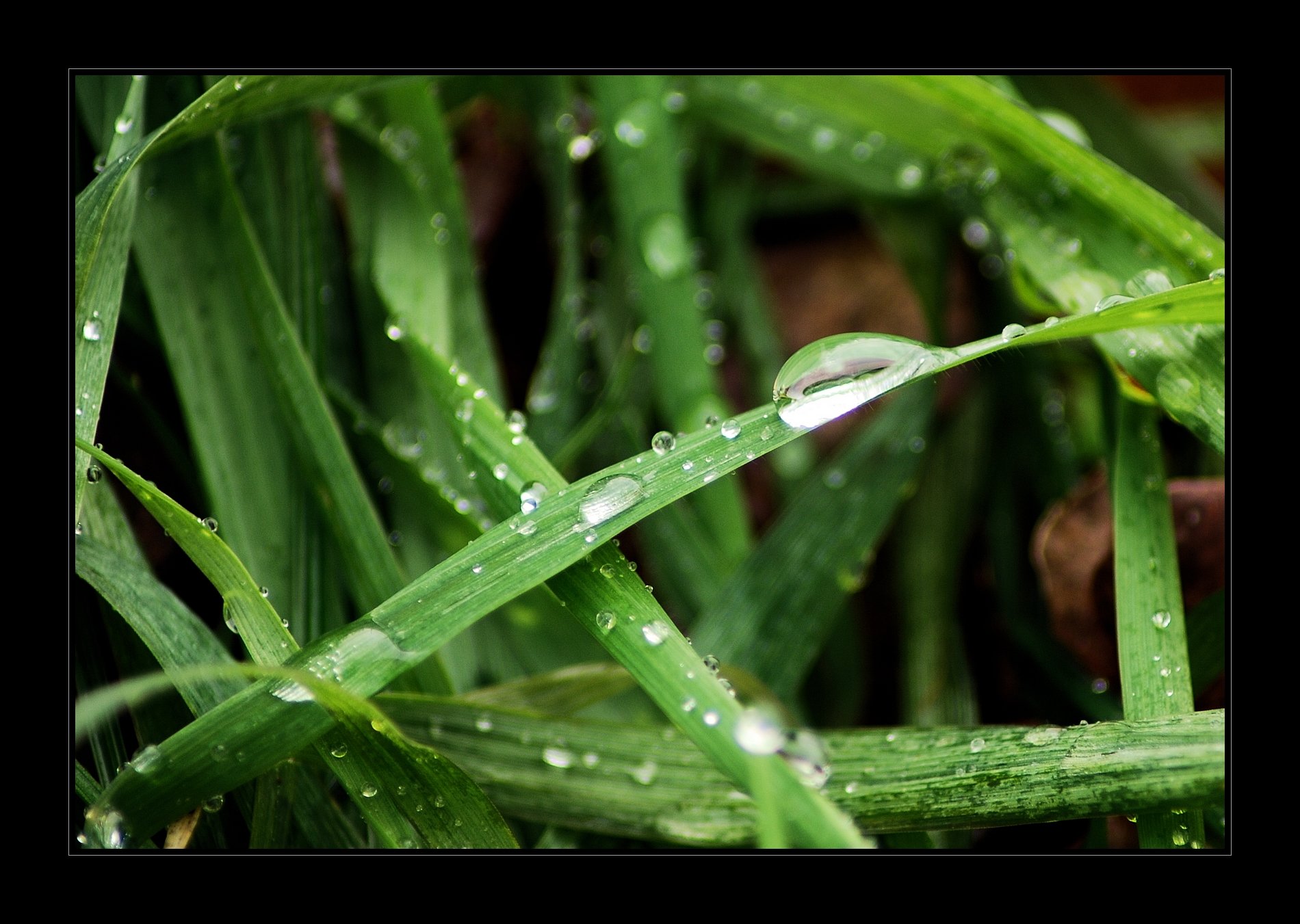 Wallpapers Nature Leaves - Foliage Feuilles sous la pluie