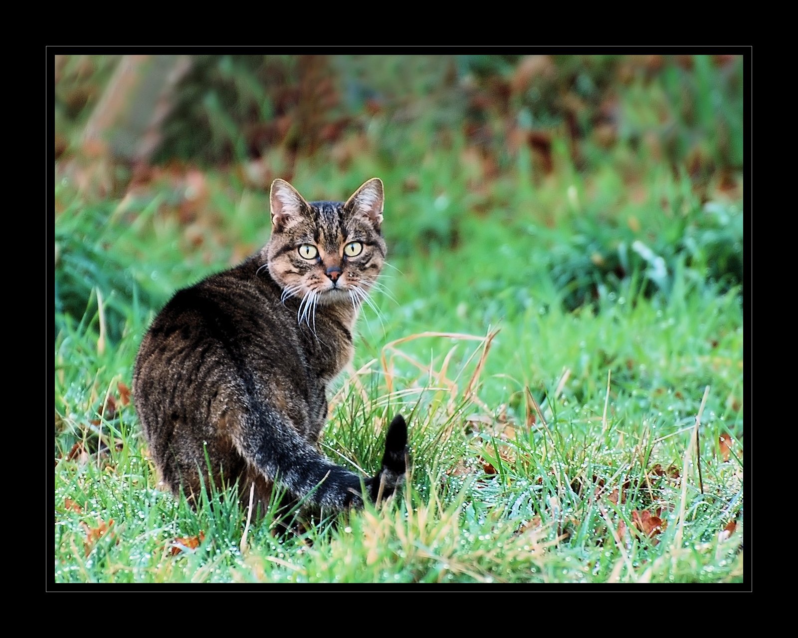 Wallpapers Animals Cats - Kittens Un Chat qui passe