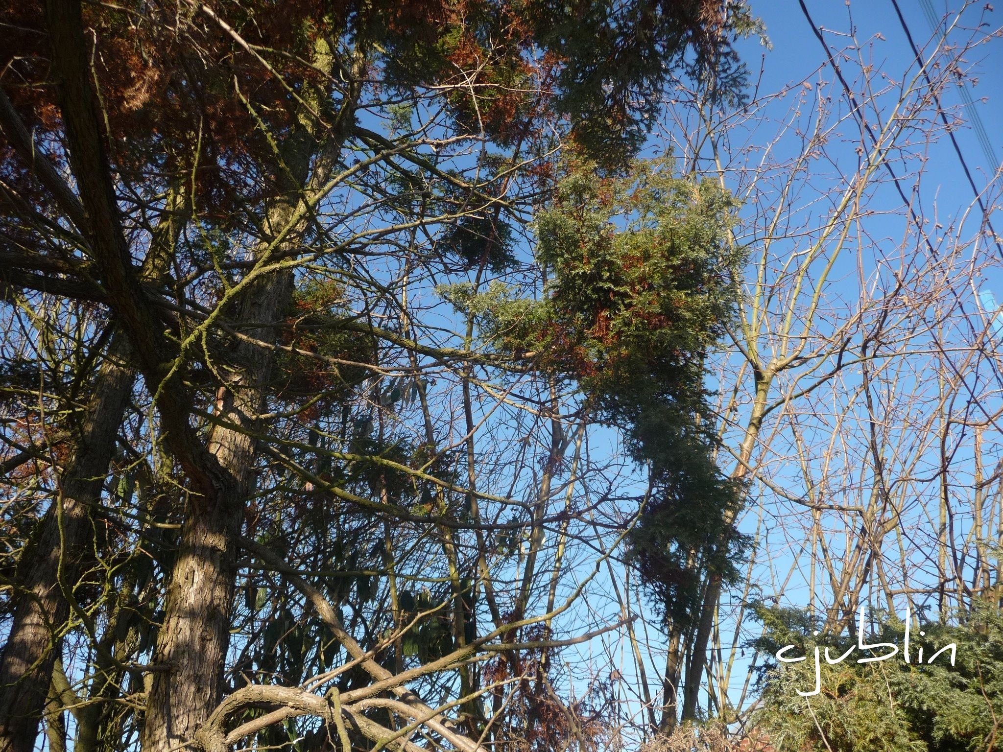 Fonds d'cran Nature Arbres - Forts des arbres sur un fil