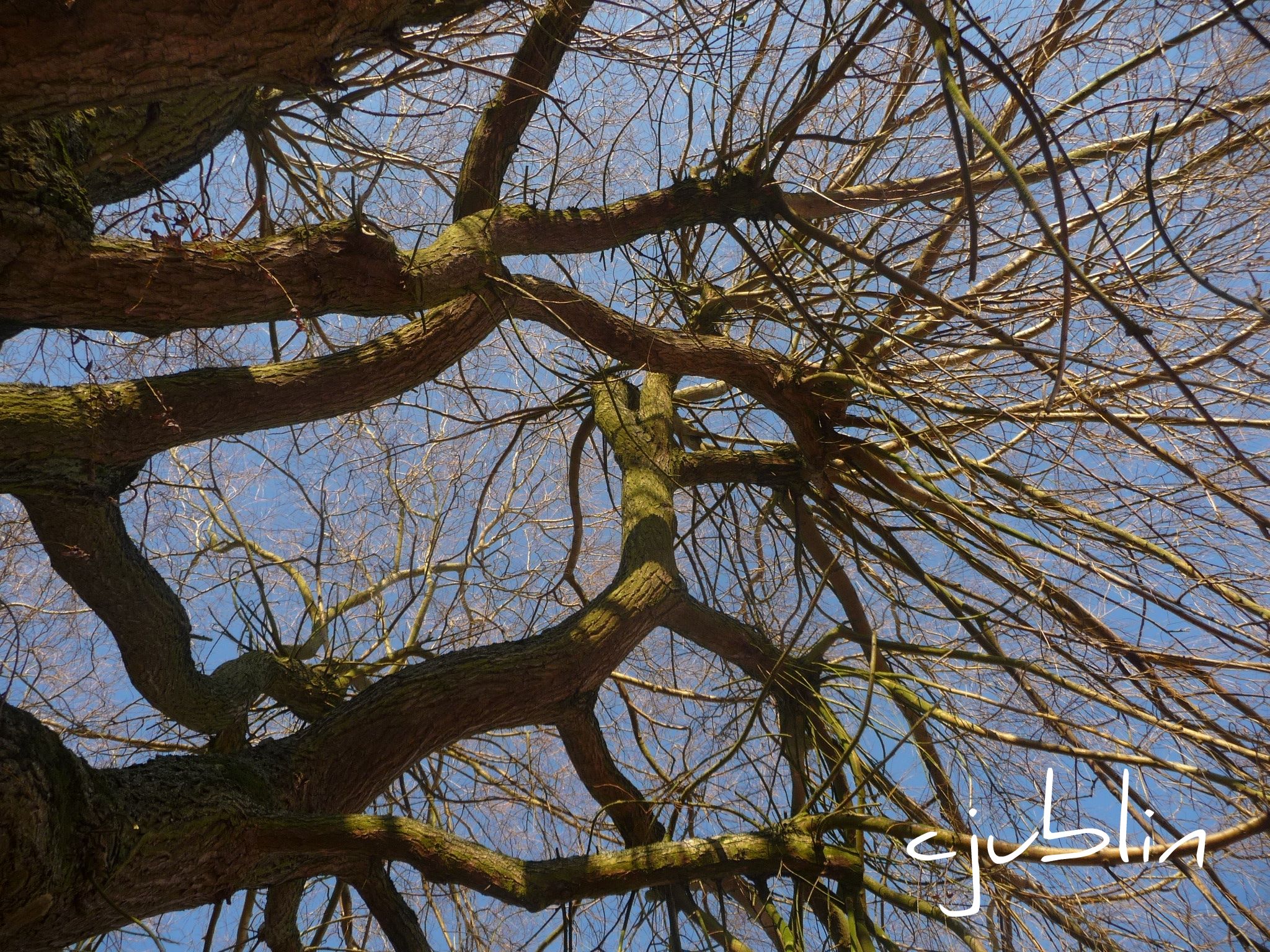 Wallpapers Nature Trees - Forests un chemin dans les arbres 